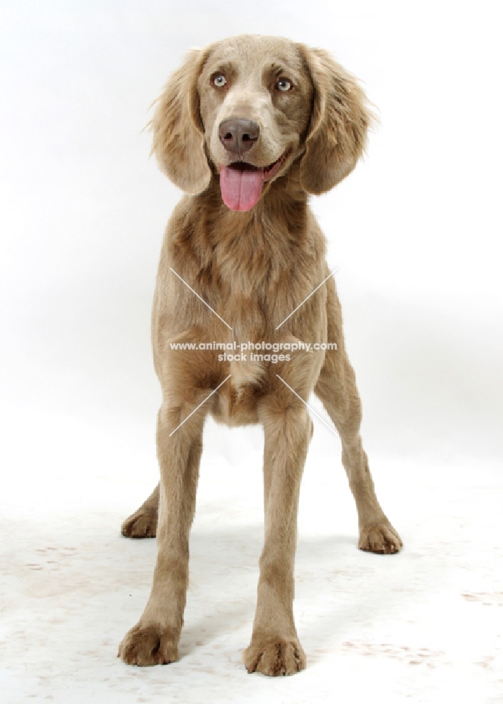 Longhaired Weimaraner on white background