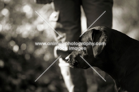 black labrador profile, owner in the background