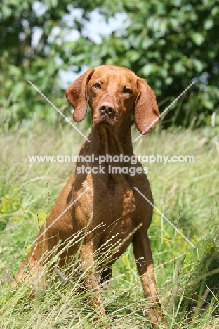 shorthaired Hungarian Vizsla