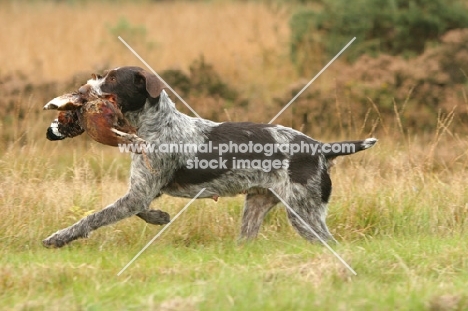 German Wirehaired Pointer retrieving birdd