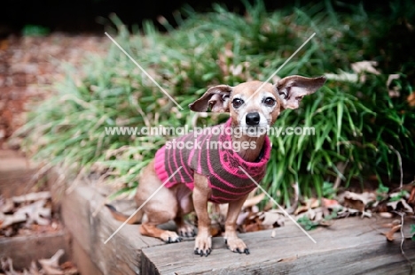 chihuahua mix sitting in brown and pink sweater