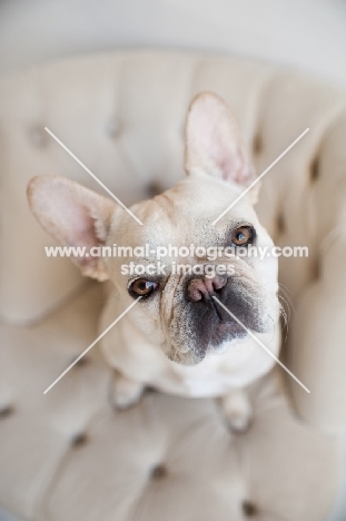 Fawn French Bulldog sitting on matching tan tufted chair, looking up at camera.