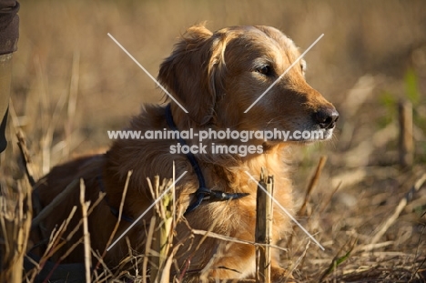 golden retriever resting in a field during a hunting day