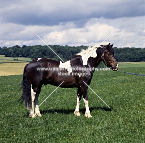 skewbald pony 