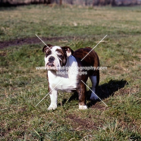 bulldog standing on grass