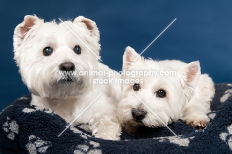 two West Highland White Terriers in basket in studio