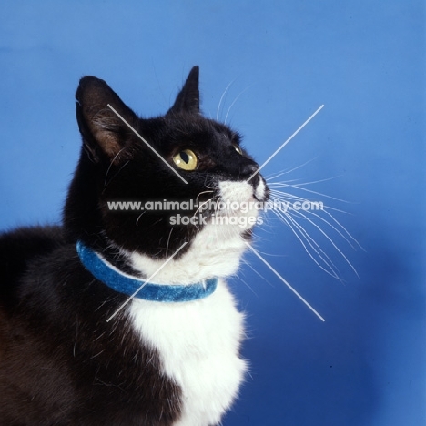 black cat with white cheeks, neck and chest wearing a collar