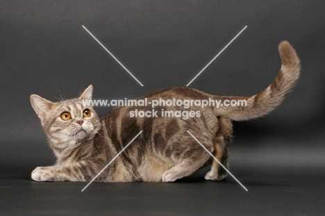 blue classic tabby American Shorthair cat