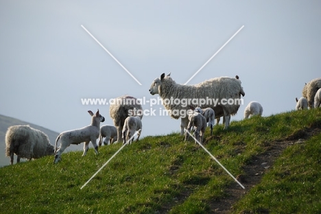 Texel cross ewe and cross bred lambs