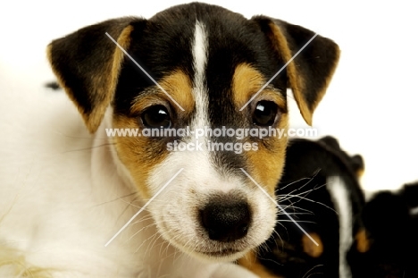 Jack Russell puppy close up
