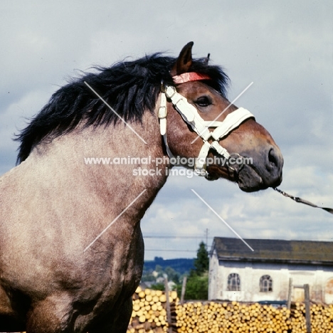 ardennais stallion, portrait