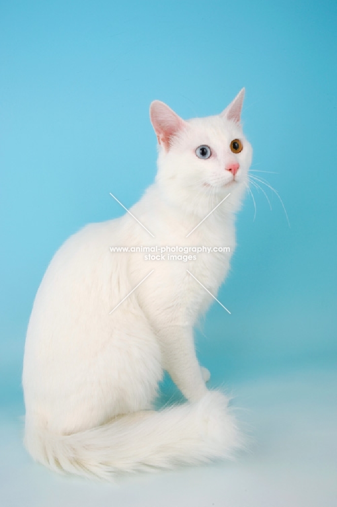 turkish van kedisi cat