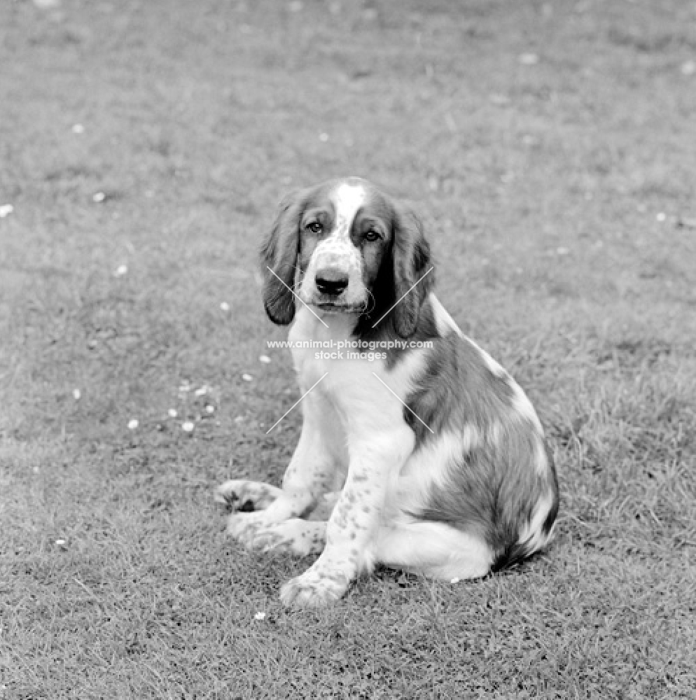 welsh springer spaniel puppy