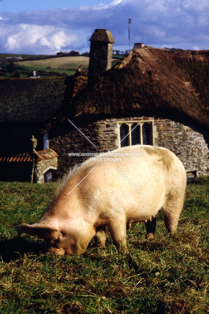middle white pig at heal farm