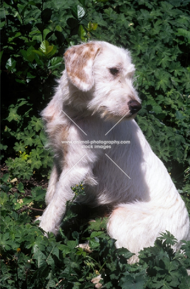 Istrian Hound (wirehair)