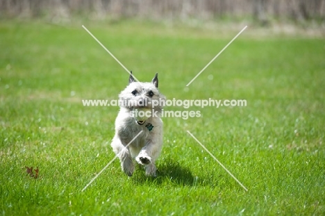 Wheaten Cairn terrier on grass running with tennis ball.