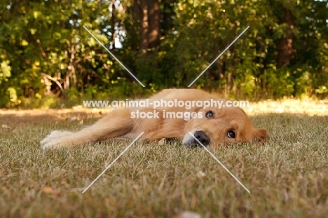 young Golden Retriever on grass