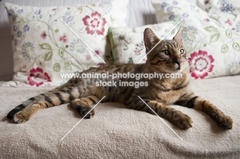 Bengal cat lying with cushions 