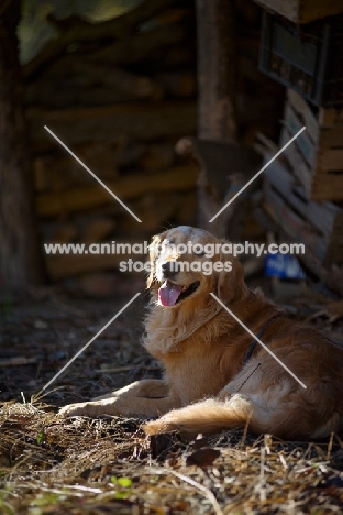 happy golden retriever resting near a woodpile