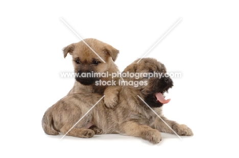 two Cairn Terrier puppies on white background