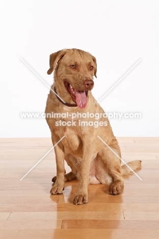 Chesapeake Bay Retriever sitting on wooden floor