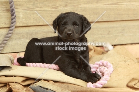 cute black Labrador puppy with rope