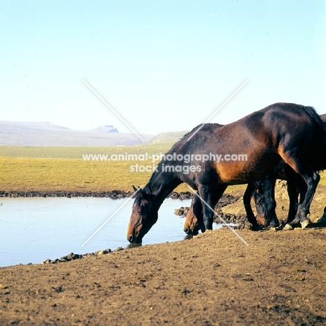 Kabardine mare drinking in Caucasus mountains