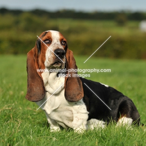 Basset Hound on grass