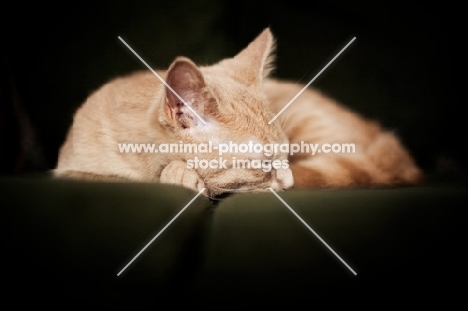 Kitten sleeping on couch