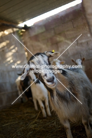 a white goat in a stable