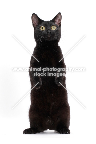 black shorthaired Munchkin