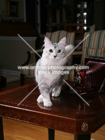 American Bobtail standing on table