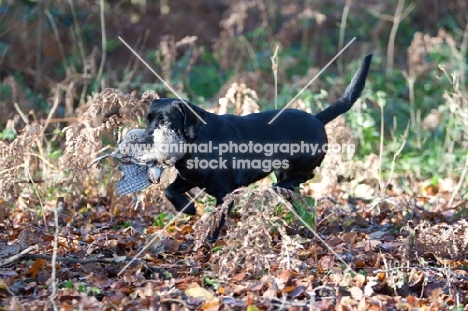 black Labrador Retriever retrieving bird