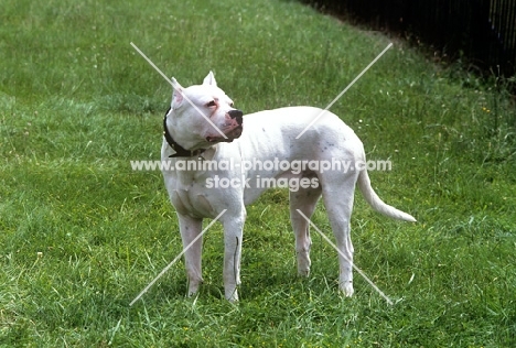 dogo argentino, aucho de la monteria, side view