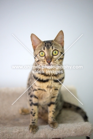 bengal cat sitting on scratch post and looking straight into the camera, white wall on the background