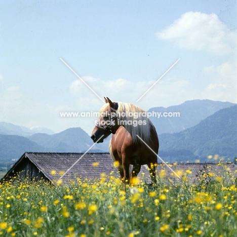 Bärbl, Haflinger mare in flowery meadow among mountains in Austria