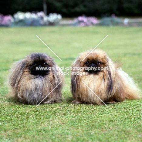 two young pekingese from copplestone on grass