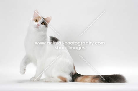 Blue Tortie & White Turkish Van, sitting down