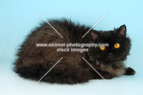 black longhair selkirk rex lying down