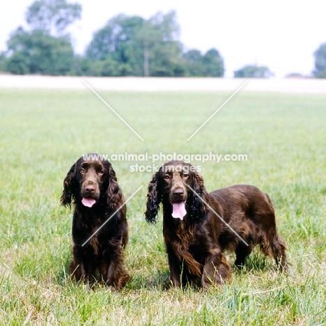 two field spaniels standing in a field