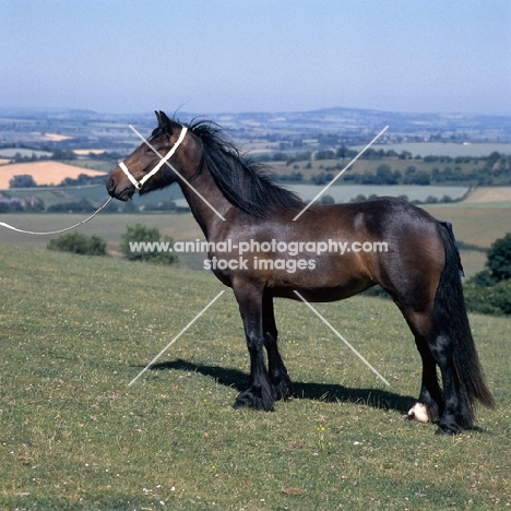 Yarlton Penny Royal, Dales Pony mare on a hillside  
