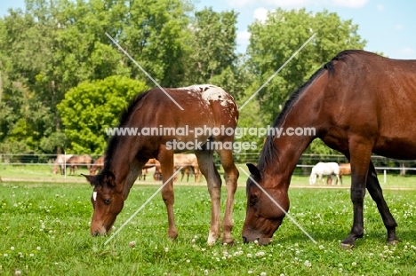 Appaloosa horse and foal grazing