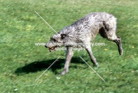 am ch cruachan barbaree olympian, deerhound,  galloping across field