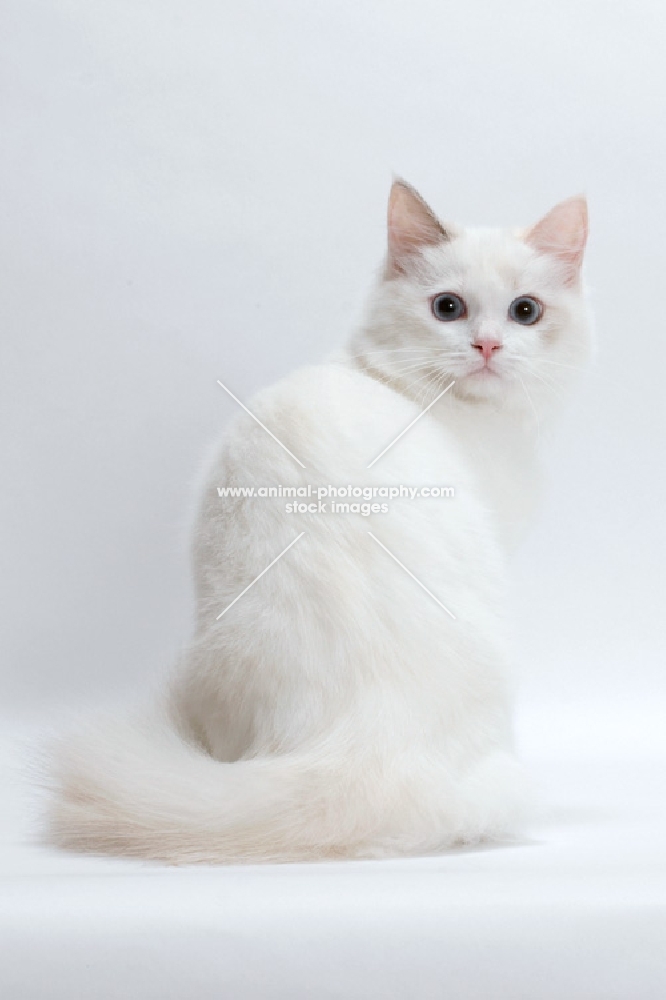 Blue Tortie Point Bi-Color Ragdol on white background