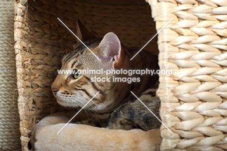 profile head shot of a Bengal cat crouched in a basket, studio shot