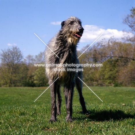 am ch cruachan barbaree olympian, deerhound standing in a field