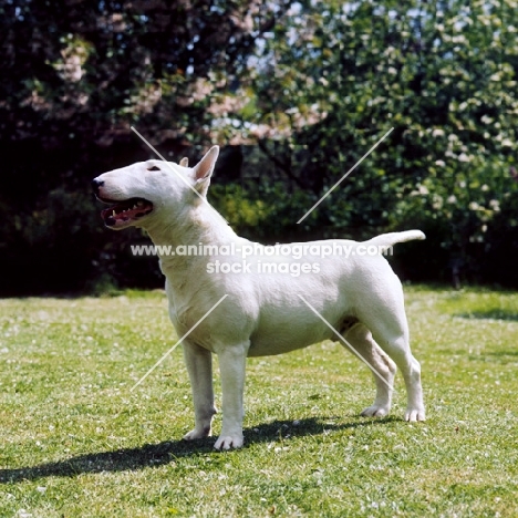 bull terrier looking up