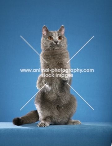 Chartreux Cat on hind legs