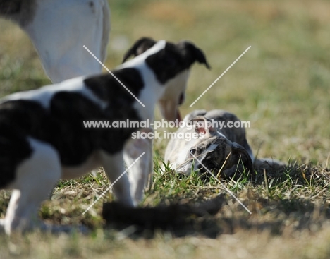 group of Whippet dogs in field