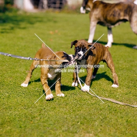 two boxer puppies chewing a lead